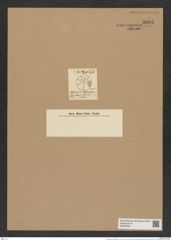Asteromphalus elegans Grev. (de-Toni-Nr.: Genus 236, Species 5693) Zeichnungen Sammlung Grunow Nr. 9695 (NHMW-BOT-W0379635)